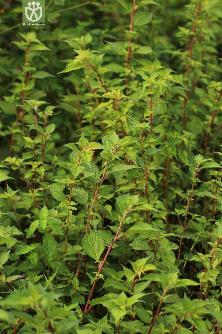 序叶苎麻(boehmeria clidemioides var. diffusa) (0).