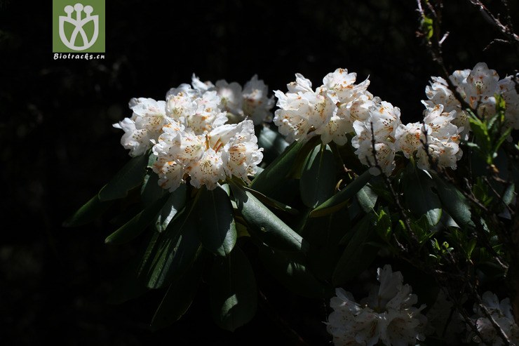 金背杜鹃(rhododendron clementinae subsp. aureodorsale) (1).