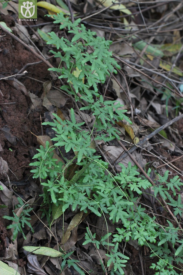 海金沙(lygodium japonicum) (1).jpg 相鄰時間拍攝的照片 張