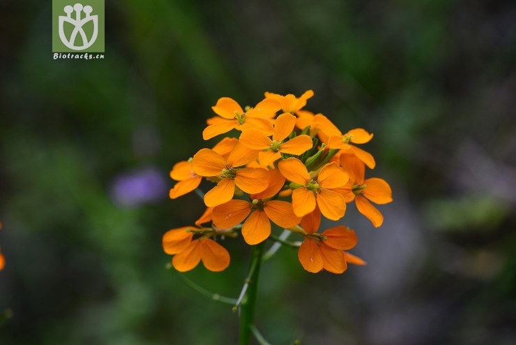 糖芥(erysimum bungei) (3).jpg 相邻时间拍摄的照片      张