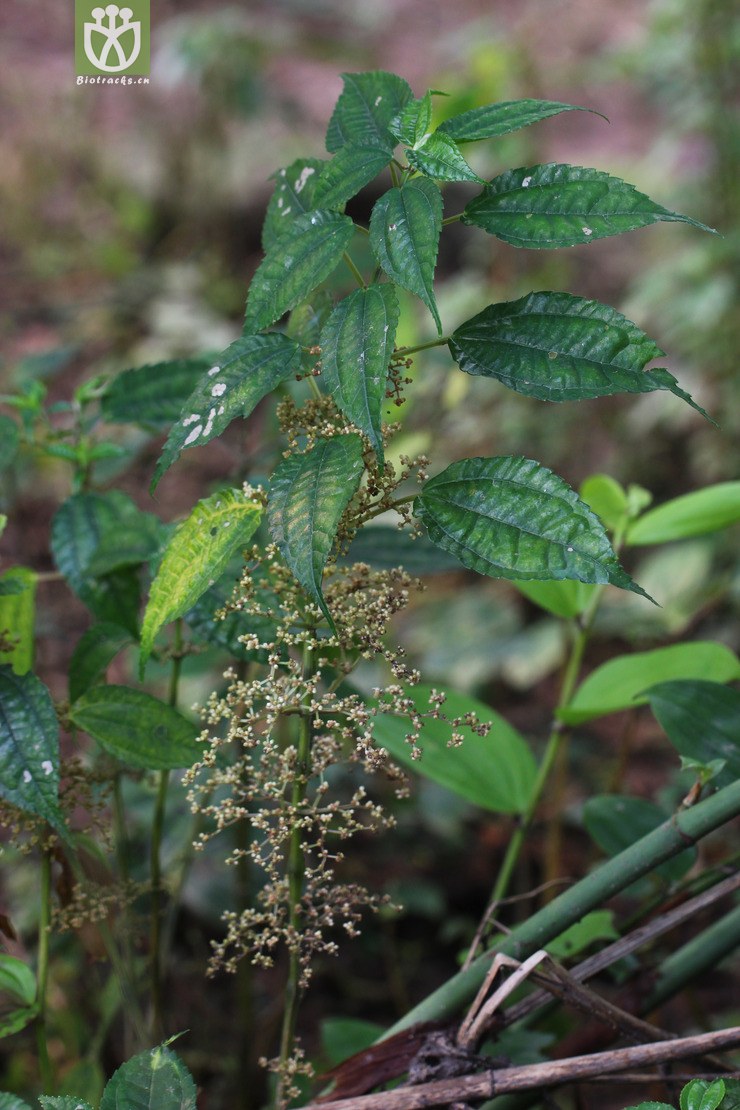透茎冷水花(pilea pumila) (4).jpg 相邻时间拍摄的照片      张