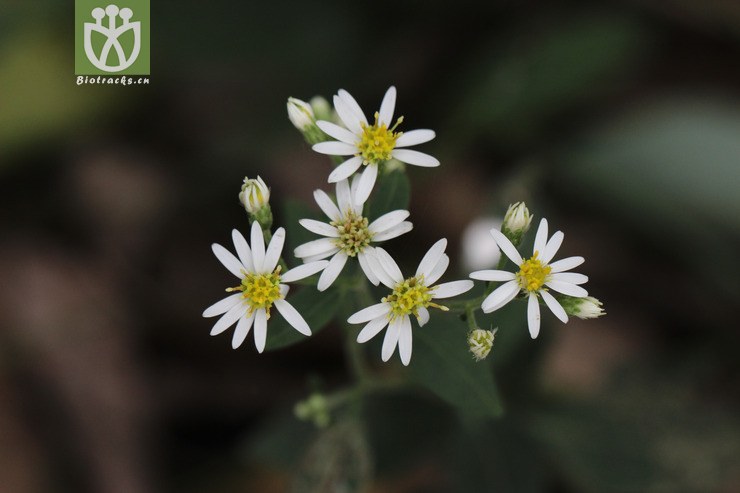 图片信息-kingdonia-植物云数据