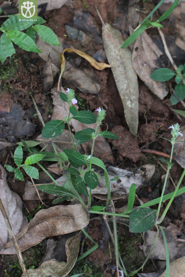 爵床(justicia procumbens) (2).jpg 相邻时间拍摄的照片      张