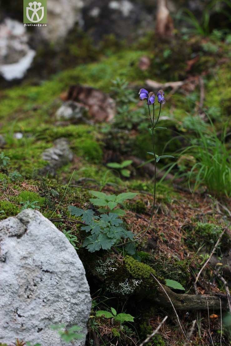 甘青乌头(aconitum tanguticum) (1).jpg 相邻时间拍摄的照片      张