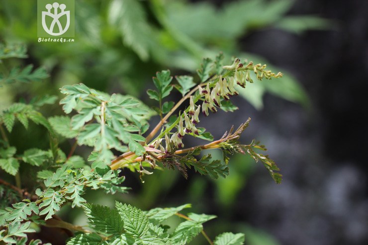 蛇果黄堇(corydalis ophiocarpa) (0).