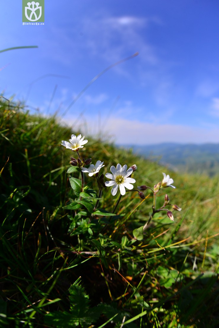 卷耳(cerastium arvense) (8).jpg 相邻时间拍摄的照片      张