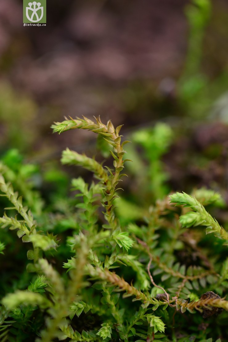 45% 伏地卷柏(selaginella nipponica) (3).