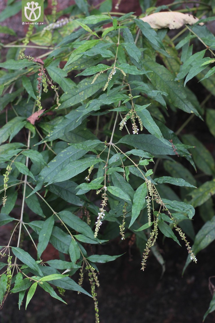 图片信息-kingdonia-植物云数据