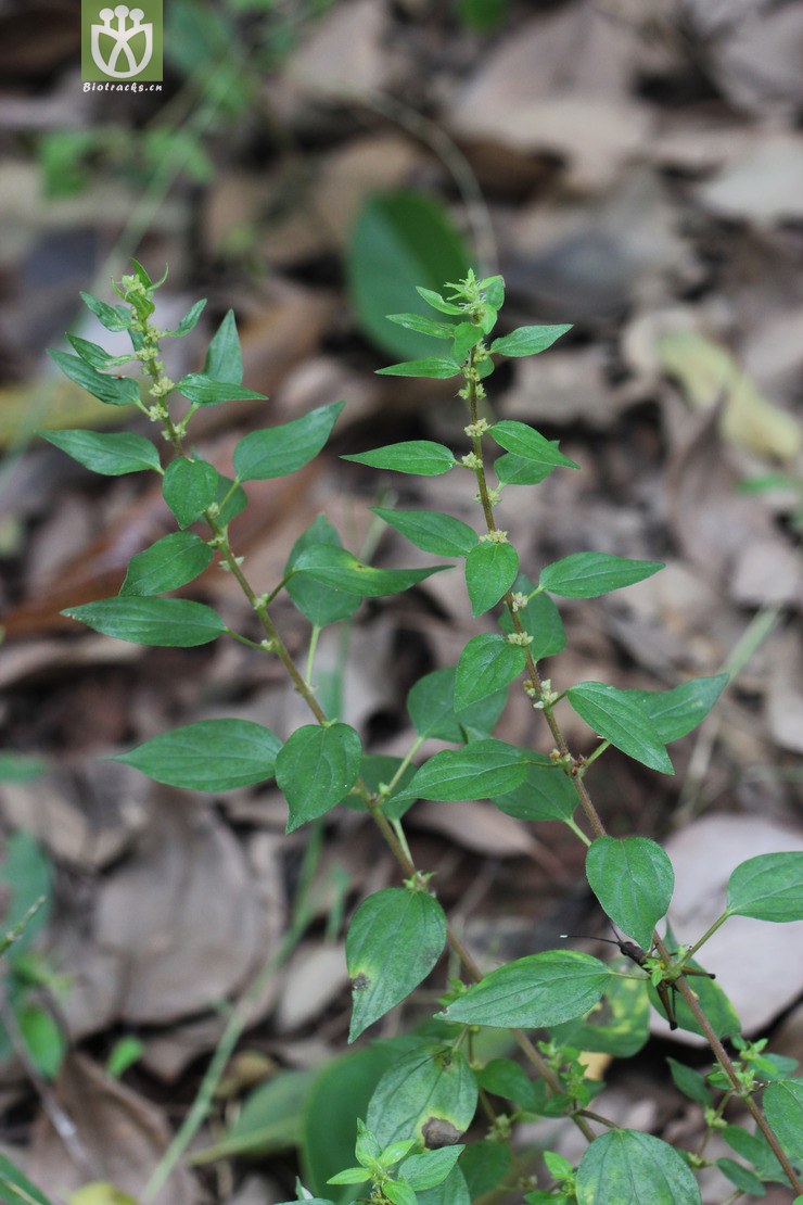 雾水葛(pouzolzia zeylanica(0.jpg 相邻时间拍摄的照片 张