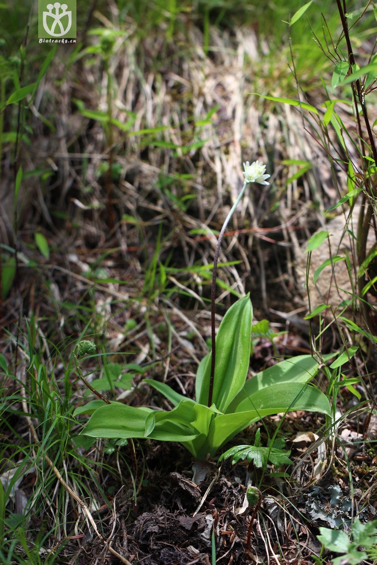 七筋姑(clintonia udensis) (5).jpg 相邻时间拍摄的照片      张