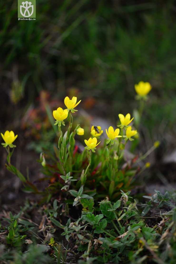 山羊臭虎耳草(saxifraga hirculus) (16).