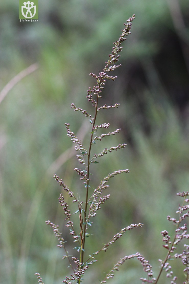 图片信息-kingdonia-植物云数据