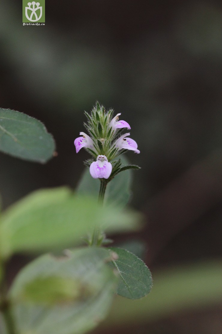 爵床(justicia procumbens) (0).jpg 相邻时间拍摄的照片      张