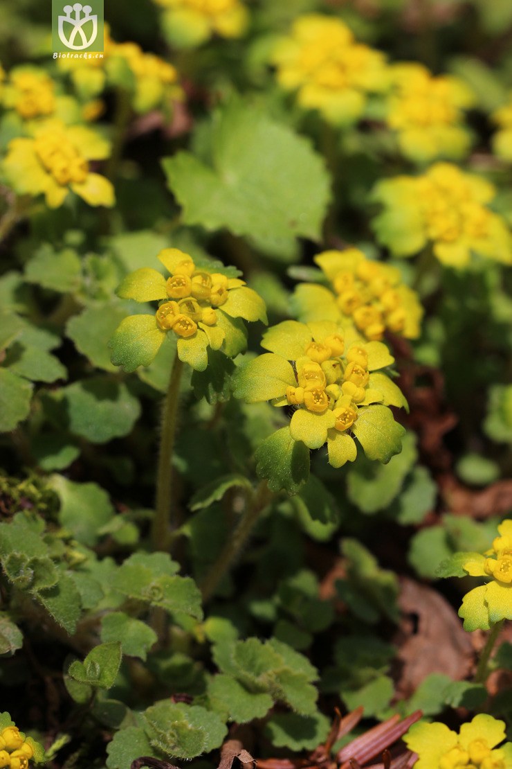 柔毛金腰(chrysosplenium pilosum var. valdepilosum) (2).