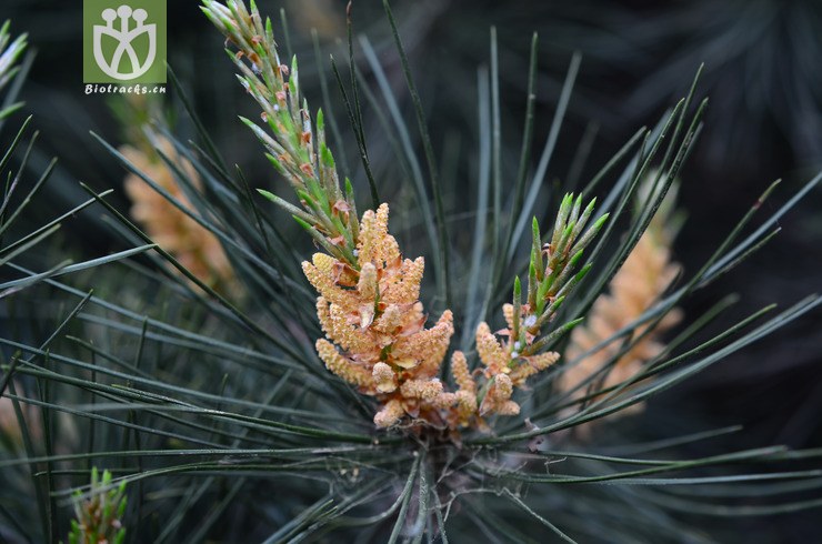 白皮松(pinus bungeana) (1).jpg 相邻时间拍摄的照片     张