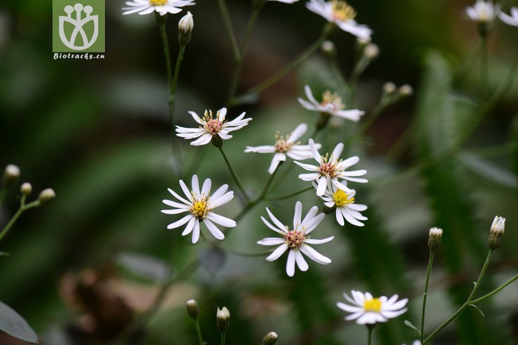 川鄂紫菀(aster moupinensis)? (1).jpg