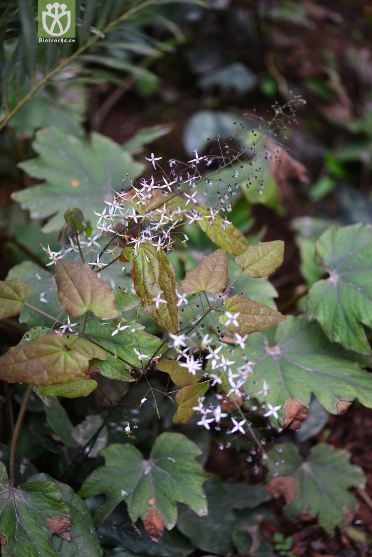 三枝九叶草(epimedium sagittatum) (3).jpg