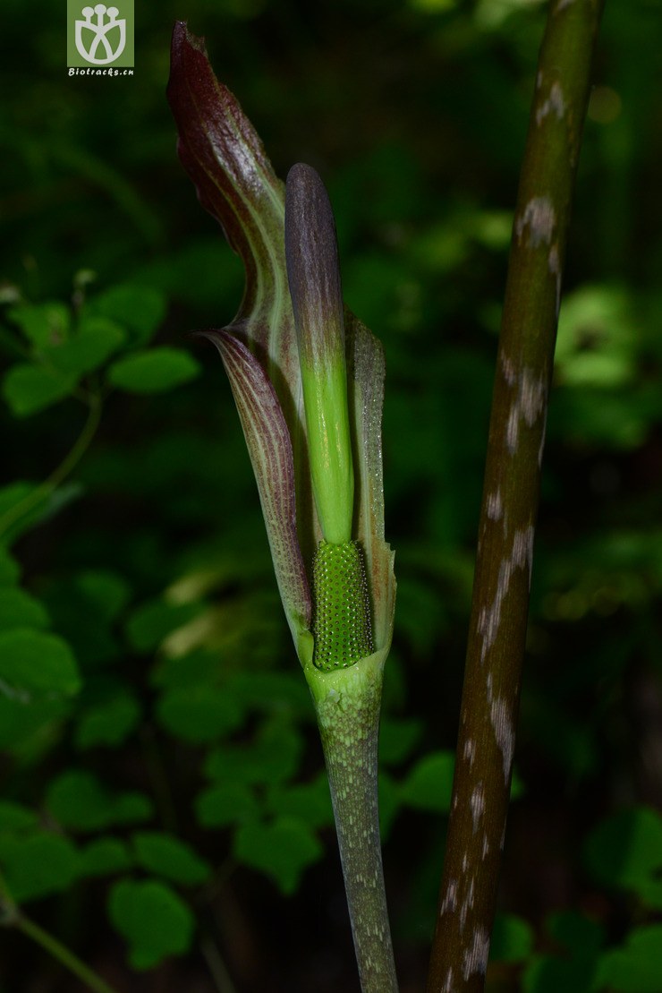 一把伞南星(arisaema erubescens) (17).