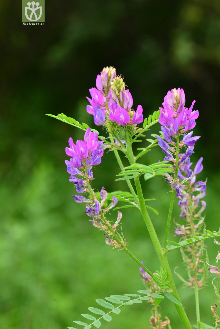 达乌里黄耆(astragalus dahuricus) (24).