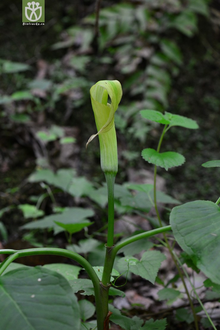 图片信息-kingdonia-植物云数据