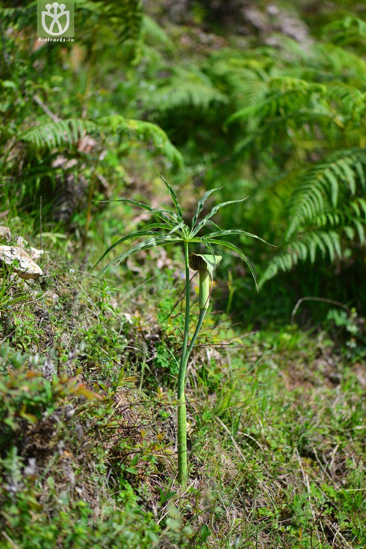 一把伞南星(arisaema erubescens) (1).