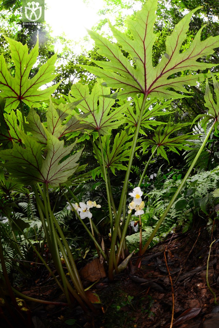 45% 掌裂叶秋海棠(begonia pedatifida) (27).