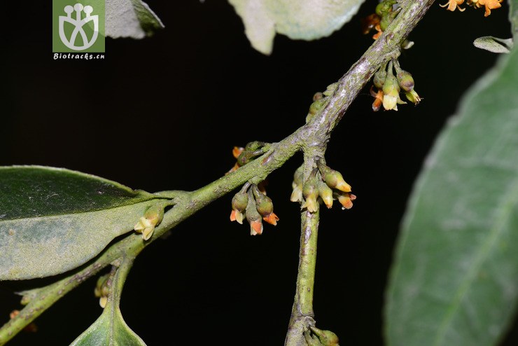 细齿叶柃(eurya nitida) (9).jpg 相邻时间拍摄的照片      张