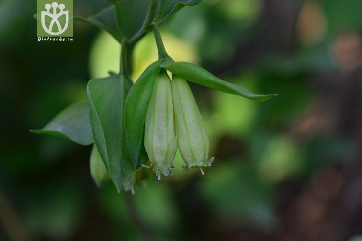 二苞黄精(polygonatum involucratum) (2).
