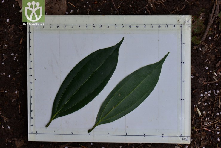 川桂(cinnamomum wilsonii) (0).jpg 相邻时间拍摄的照片      张