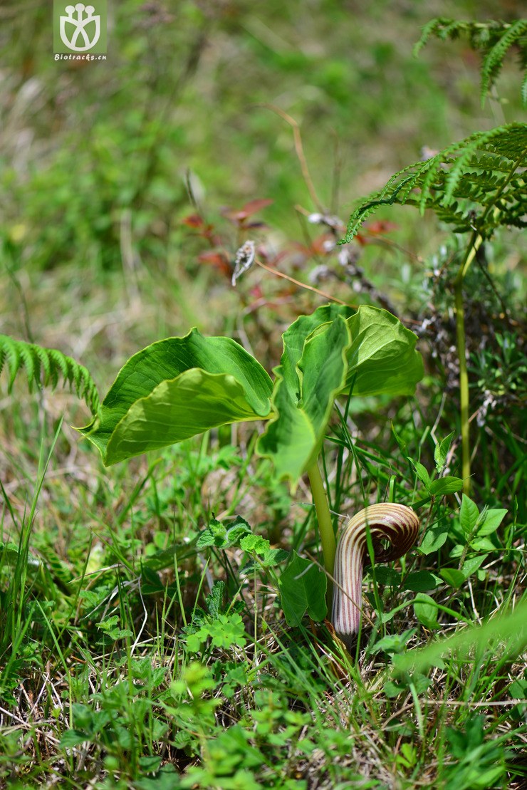 象头花(arisaema franchetianum) (0).