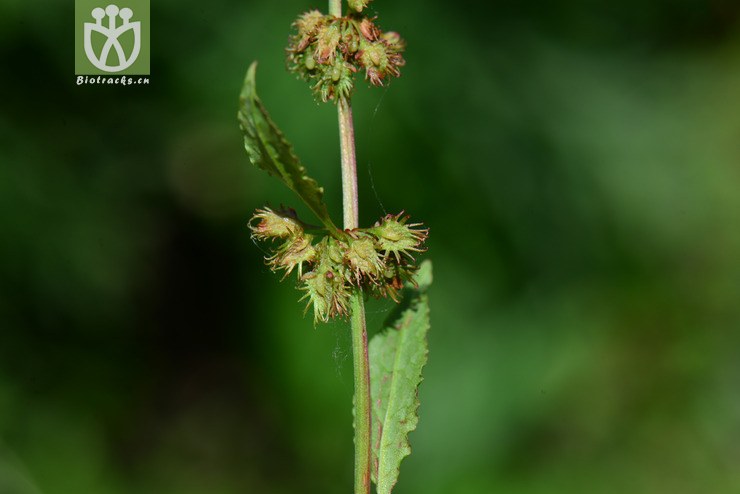 尼泊尔酸模(rumex nepalensis) (10).jpg 相邻时间拍摄的照片      张