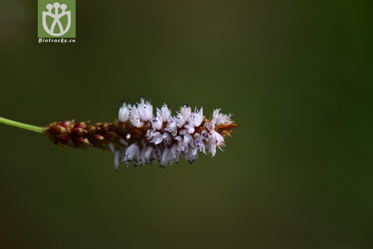 常见的有蓼蓝水蓼荭草等2读lù的时候用于形容植物高大珠芽蓼是蓼科