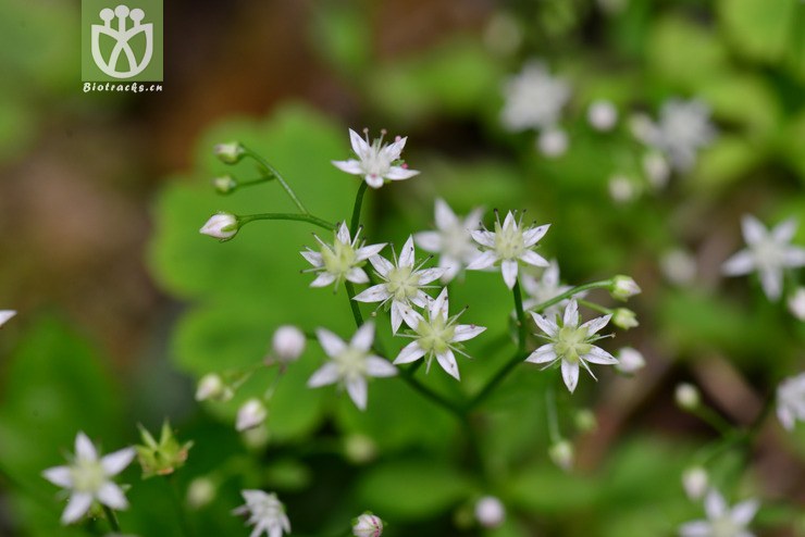 细叶景天(sedum elatinoides) (2).jpg