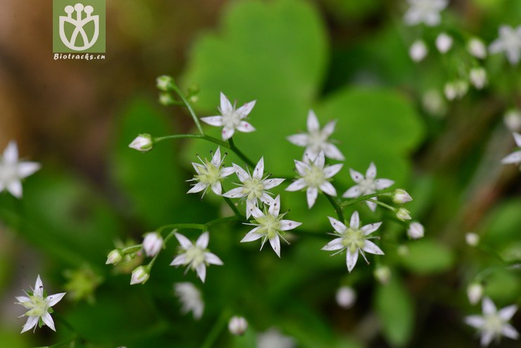 细叶景天(sedum elatinoides) (3).jpg
