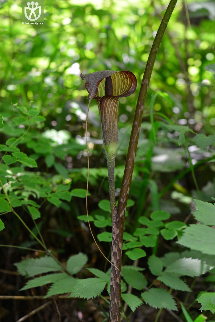 一把伞南星(arisaema erubescens) (14).jpg