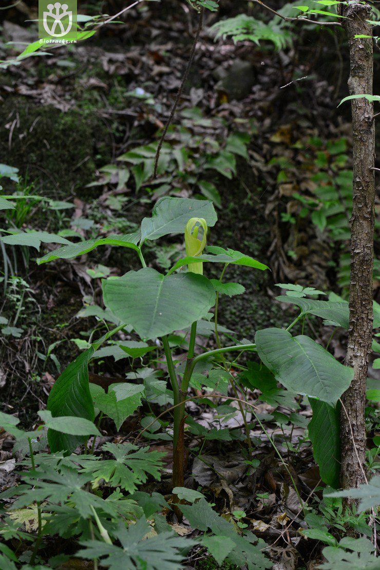 45 灯台莲(arisaema bockii(16.jpg