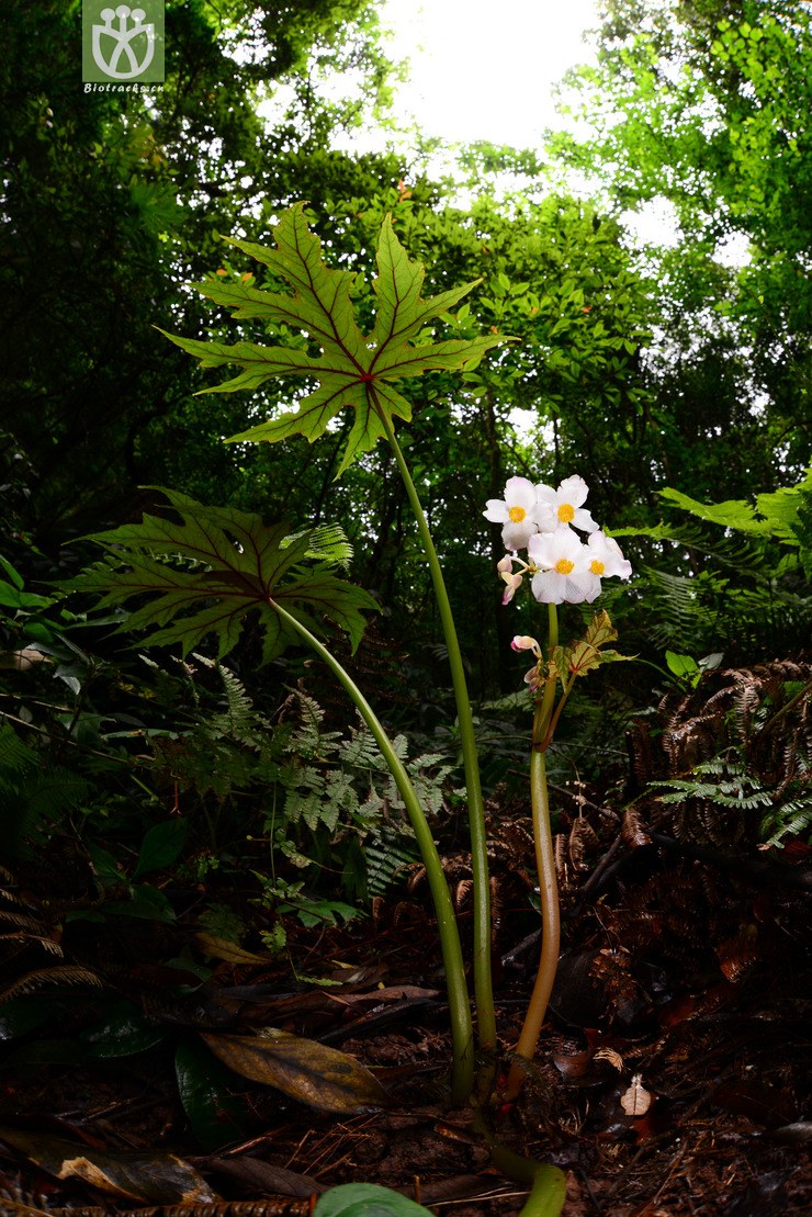 掌裂叶秋海棠(begonia pedatifida) (33).