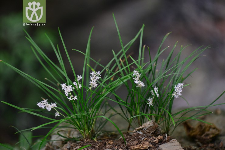 沿阶草(ophiopogon bodinieri) (10).jpg 相邻时间拍摄的照片      张