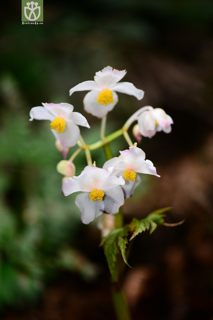 掌裂叶秋海棠(begonia pedatifida) (40).