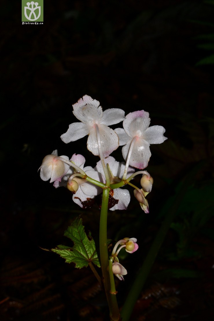 掌裂叶秋海棠(begonia pedatifida) (46).