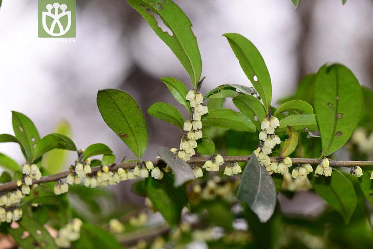 图片信息-kingdonia-植物云数据