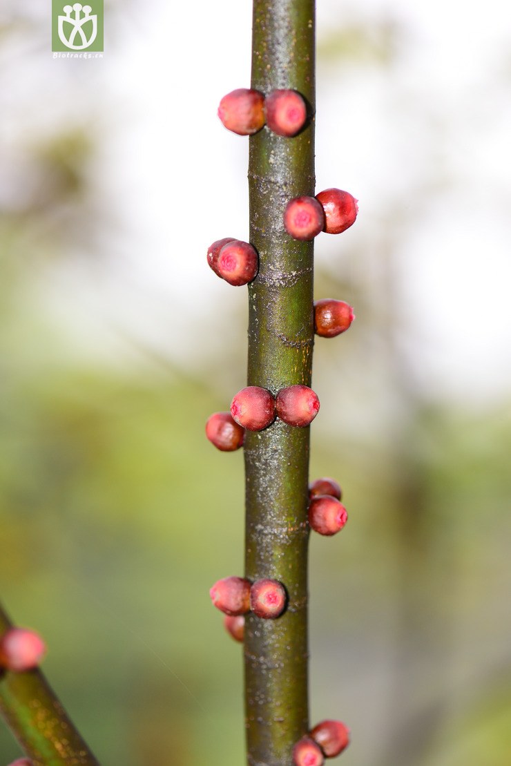 图片信息-kingdonia-植物云数据
