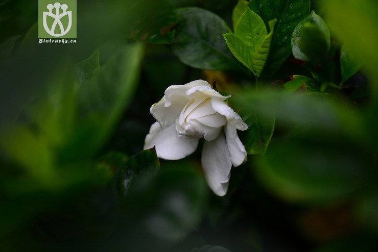 100% 白蟾(gardenia jasminoides var. fortuniana) (5).