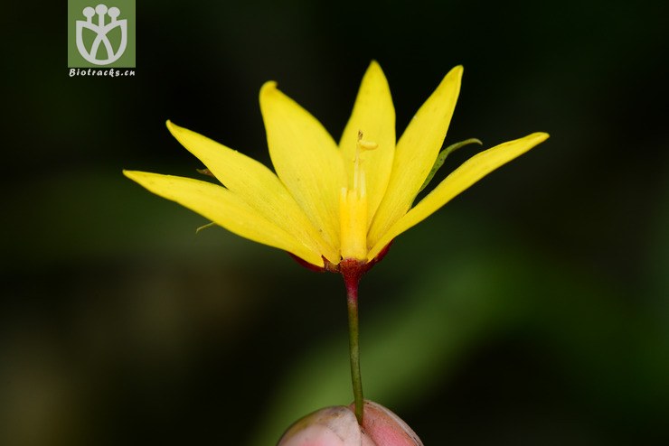 落地梅(lysimachia paridiformis) (6).jpg