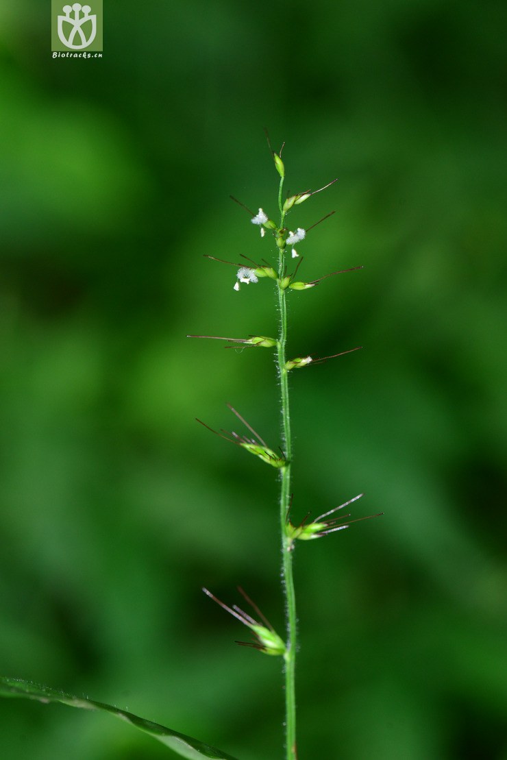 求米草(oplismenus undulatifolius) (2).