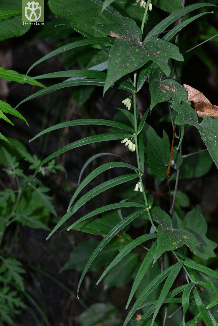 图片信息-kingdonia-植物云数据