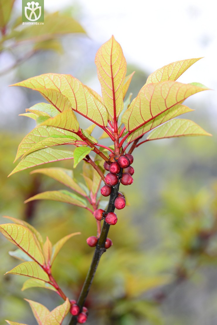 图片信息-kingdonia-植物云数据