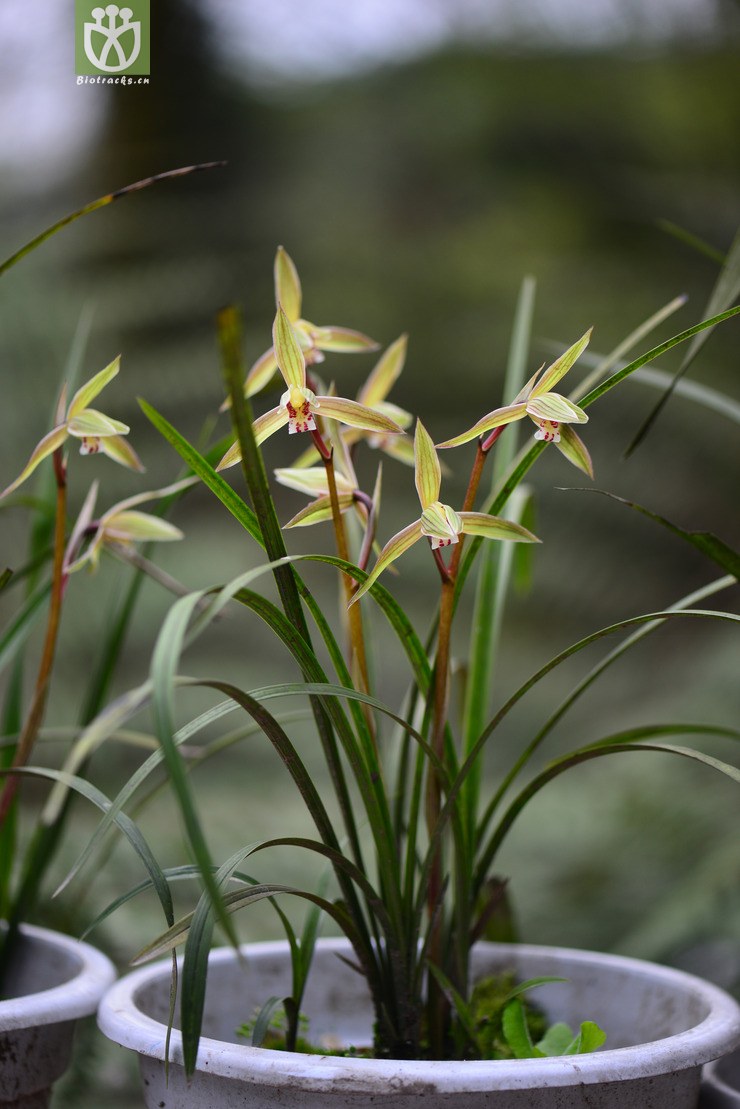 春剑(cymbidium tortisepalum var. longibracteatum) (12).jpg