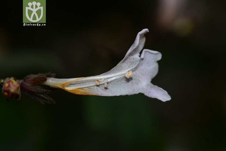 球花马蓝(strobilanthes dimorphotricha) (8).