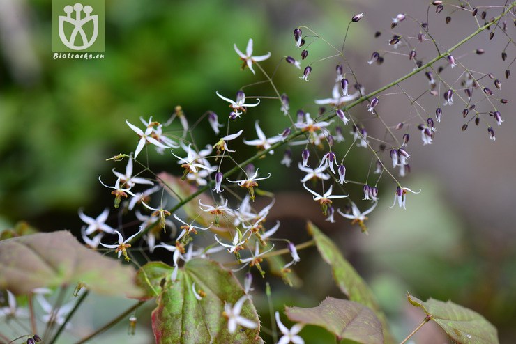 三枝九叶草(epimedium sagittatum) (0).